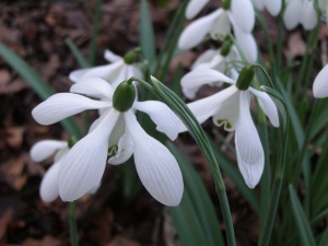 Galanthus Mrs Thompson'